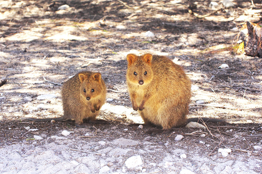 Perth - Rottnest Island