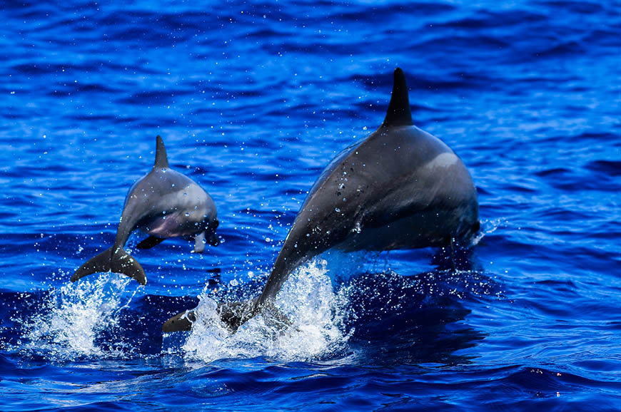 Port Stephens - Dolphin Watch Cruise