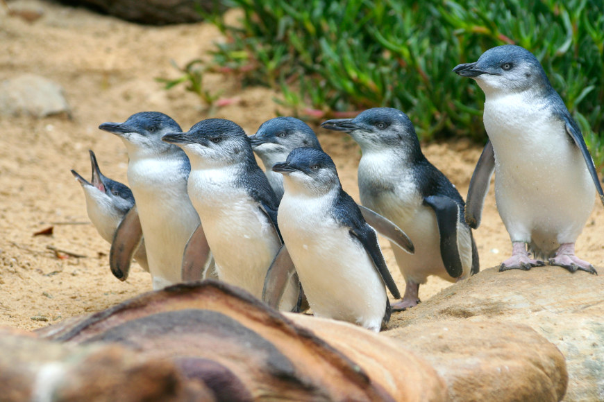 Australia - Melbourne - Phillip Island Penguin Parade Plus 